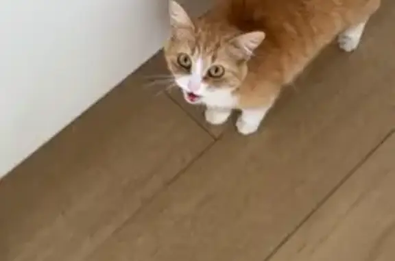 Пропала кошка, Брянская улица, 18И/1, Высокое - рыжая с белыми лапками - photo