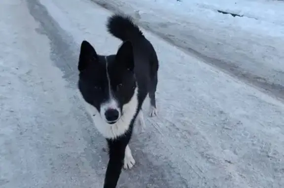 Найден собака, мужской, улица Маршала Баграмяна, 14, Калининград - photo