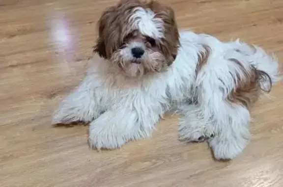 Пропал собака, Самара, Самарская область - бело-коричневый - photo