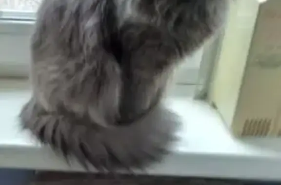 Пропал кот, Сиреневая улица, 13, Барнаул - серый пушистый - photo