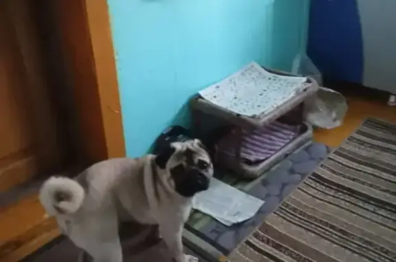 Найдена собака, Новокузнецк, фото: Найден собака, мужской, Тобольская улица, 88, Новокузнецк - молодой мопс