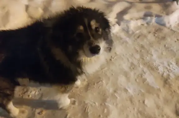 Найдена собака, Пермь, фото: Найдена собака, площадь Восстания, Пермь - очень пушистая, с кожаным ошейником