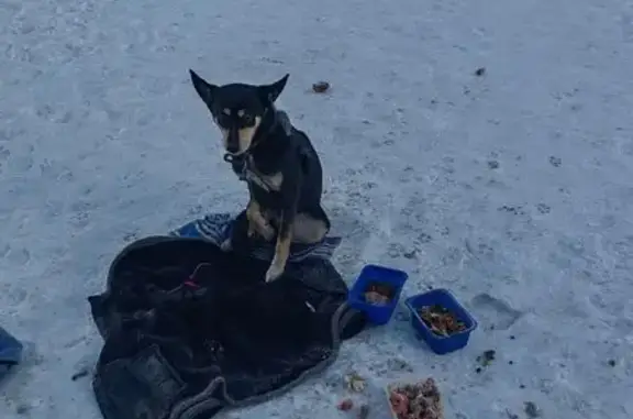 Найдена собака, Новокузнецк, фото: Найдена собака, Октябрьский проспект, 58, Новокузнецк - сидит долго на улице