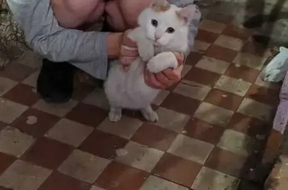 Найденные животные Владивосток, фото: Найдена кошка, Интернациональная улица, 59, Владивосток - белая с рыжим хвостом