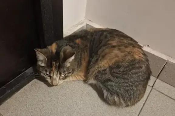 Найдена кошка, Красноярск, фото: Найдена кошка, улица Калинина, Красноярск - трёхцветная девочка