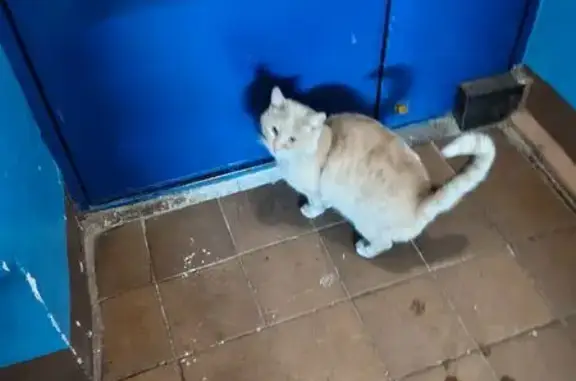 Найдена кошка, Йошкар-Ола, фото: Найден кот, улица Чехова, 12, Йошкар-Ола - рыжий, домашний