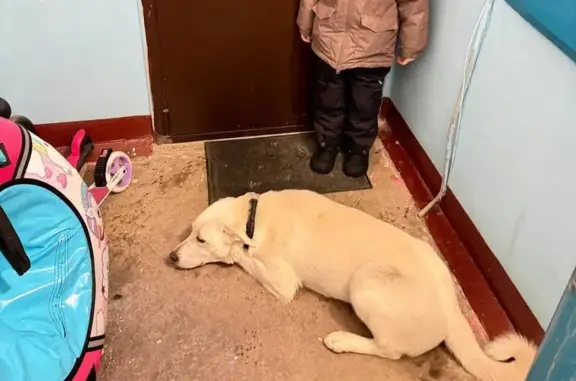 Найдена собака, Нижний Новгород, фото: Найдена собака, Молодёжный проспект, 76, Нижний Новгород - белая с ошейником