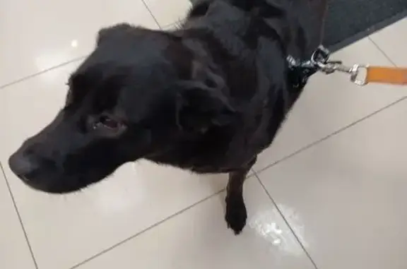 Найдена собака, Йошкар-Ола, фото: Найдена собака, бульвар Ураева, 2, Йошкар-Ола - чёрная с белыми пятнами