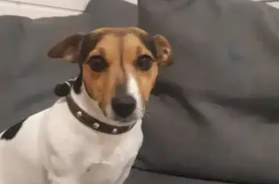 Пропала собака, Аббакумово, Московская область - трёхцветная, рыжий ошейник - photo