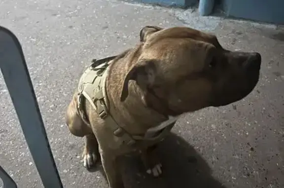 Найдена собака, Ульяновск, фото: Найдена собака, Самарская улица, 23, Ульяновск - в амуниции