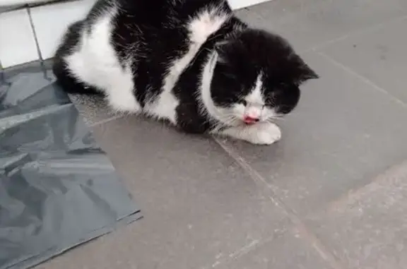 Найдена кошка, Новосибирск, фото: Найдена кошка, Хилокская улица, 21, Новосибирск