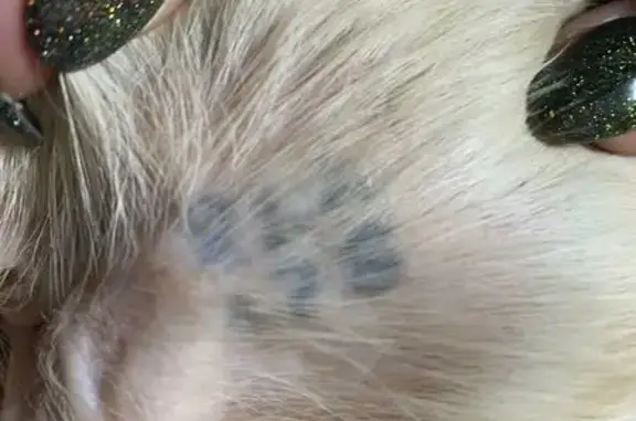 Найденные животные Серпухов, фото: Найдена собака, Юбилейная улица, 12, Серпухов - золотистый ретривер, девочка, без ошейника