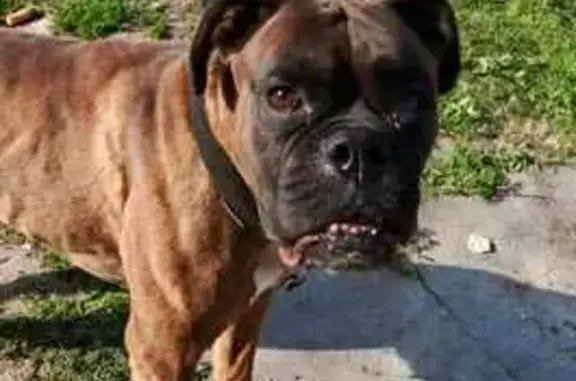 Собаки потеряшки, Чехов, фото: Потеряшка собака, Лопасненская улица, 7, Чехов - темно тигровый окрас