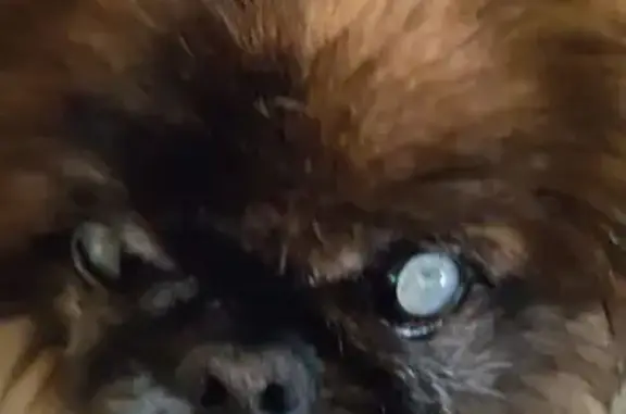 Найденные животные Южно-Сахалинск, фото: Найден собака, улица Тургенева, 45, Южно-Сахалинск - рыжий с тёмной мордочкой