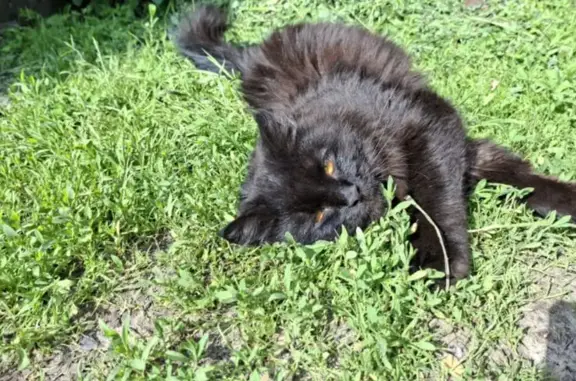 Пропал кот, улица Дзержинского, Клинцы - крупный, ласковый, пушистый - photo