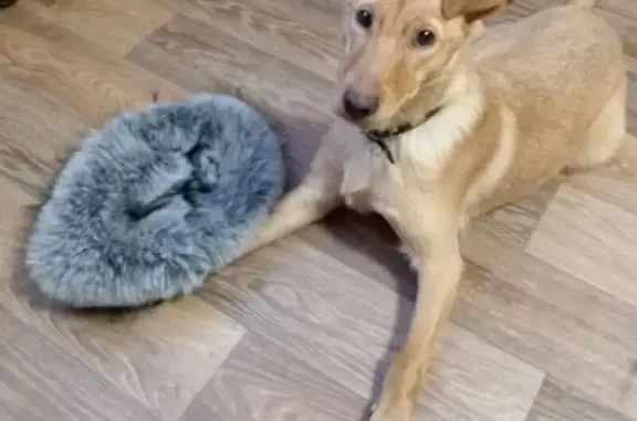 Найденные животные Иркутск, фото: Найден собака, улица Баррикад, 80, Иркутск - рыжий, очень добрый и ручной