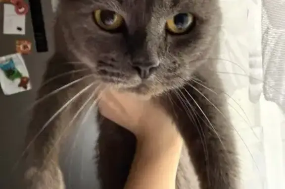 Пропал кот, улица Кирова, 10, Великий Устюг - шотландец, серый окрас - photo