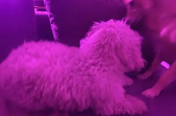 Найдена собака, Краснодар, фото: Найдена собака, улица 30-й Иркутской Дивизии, 1, Краснодар - белая, кудрявая