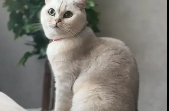 Пропала кошка, Архангельская улица, Нижний Новгород - бело-серая с большими зелеными глазами - photo