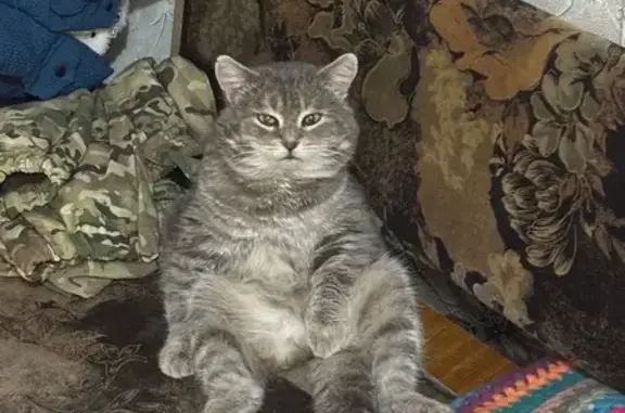 Пропал кот, улица 50 лет Победы, Григорьевская - серый, старенький, нет нескольких зубиков - photo