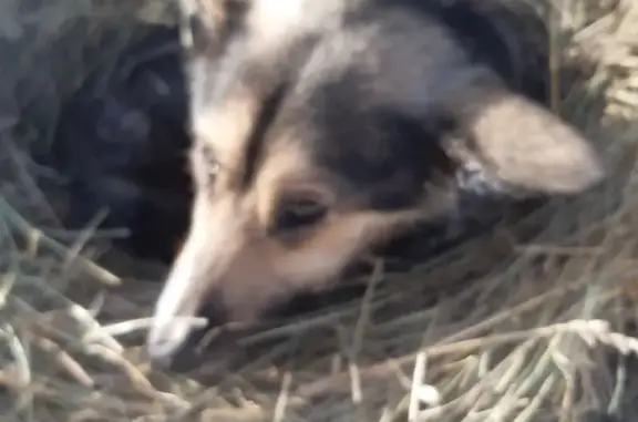 Найдена собака, Уриковское, фото: Найдена собака, СНТ Излучина, Уриковское - сильно поранена