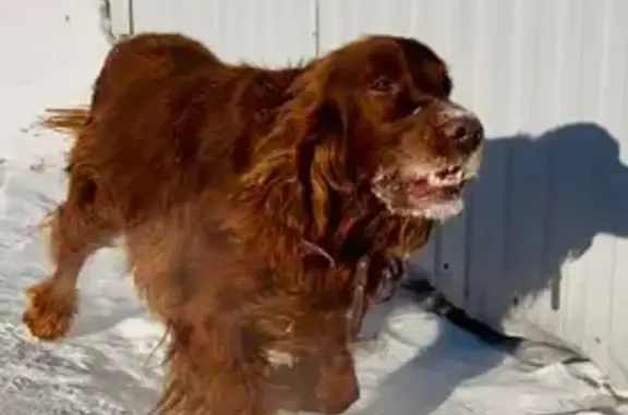 Найдена собака, Усть-Мана, фото: Найден собака, Усть-Мана, Красноярский край - ирландский сеттер с ошейником