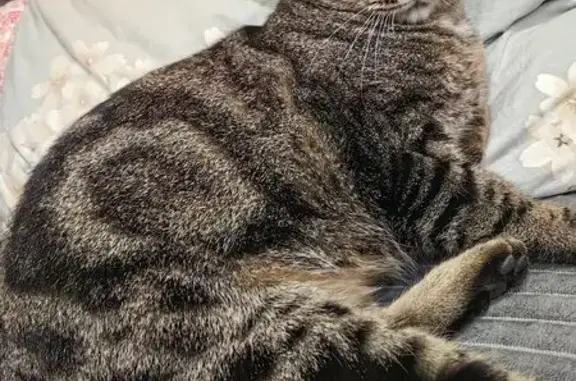 Пропал кот, Гагринская улица, Ростов-на-Дону - нет одного глаза - photo