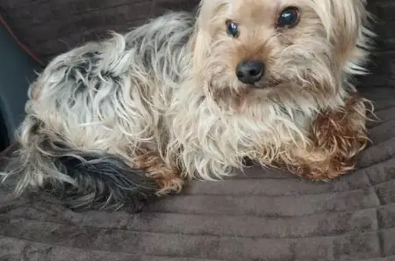 Найден собака, мужской, улица Маяковского, городской округ Сургут - photo