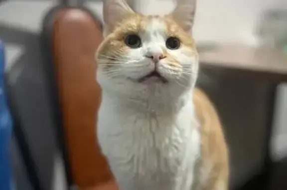 Найдена кошка, мужской, Айская улица, 63, Уфа - фиолетовый ошейник - photo