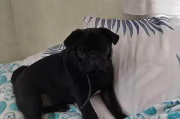 Пропал собака, улица Зорге, Новосибирск - чёрный с белым пятном - photo