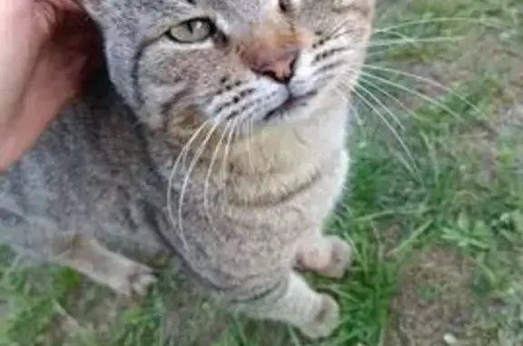 Пропал кот, Три Протока, Астраханская область - примерно 5 января - photo