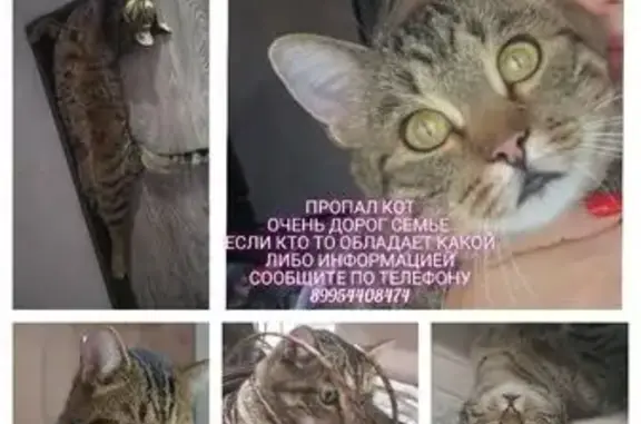 Кошки потеряшки, Уяр, фото: Потеряшка кот, улица Сургuladze, 81, Уяр - полосатый окрас, дружелюбный