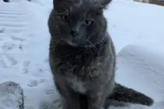 Найдена кошка, Варшавское шоссе (дублёр), 170А с2, Москва - похожа на шотландку - photo