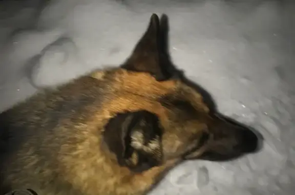 Собаки потеряшки, Красная Пахра, фото: Потеряшка собака, Красная Пахра, Москва - светло коричневый с чёрными опалами