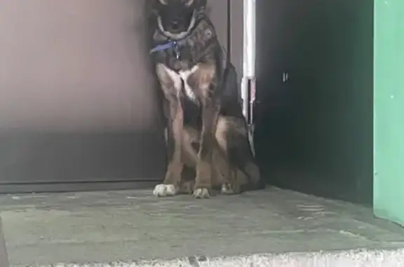 Найденные животные Южно-Сахалинск, фото: Найдена собака, улица Дружбы, 58, Южно-Сахалинск - синий ошейник