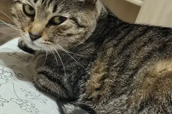 Кошки потеряшки, Калуга, фото: Потеряшка кот, улица Кибальчича, 3, Калуга - серый в чёрную полоску