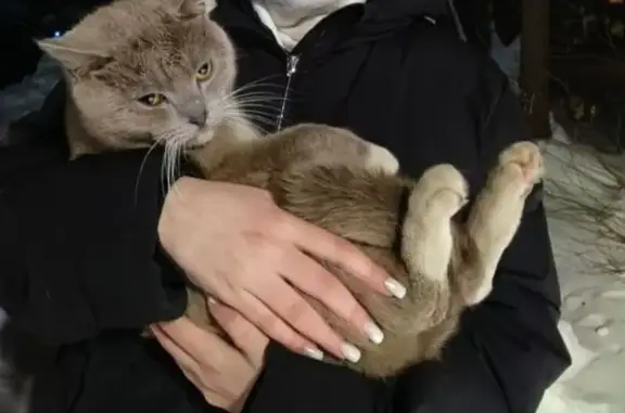 Найденные животные Кремёнки, фото: Найден кот, ул. Молодежная, Кремёнки - ручной и ласковый