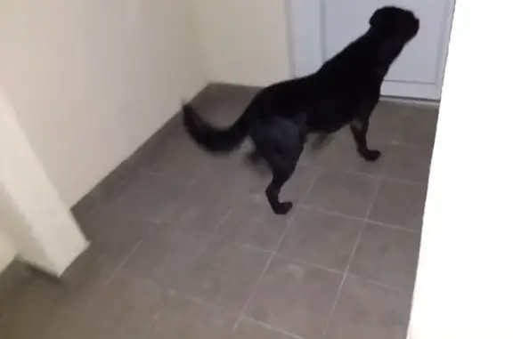 Найденные животные Пионерский, фото: Найдена собака Мальчик, Пионерский (rf1140728)