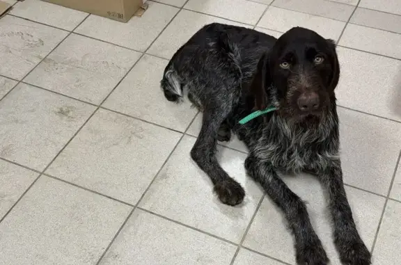 Найден собака, Красная улица, Славянское городское поселение - мальчик с цепью - photo