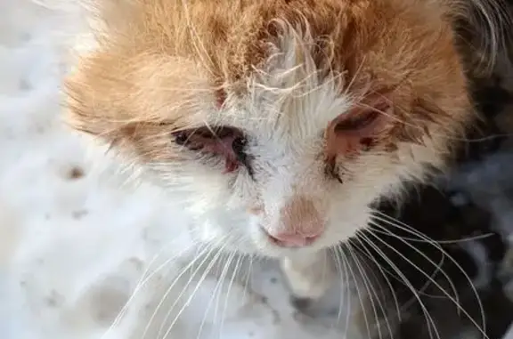 Найдена кошка, Йошкар-Ола, фото: Найдена кошка, Медицинская улица, Йошкар-Ола - бело-рыжая, пушистая