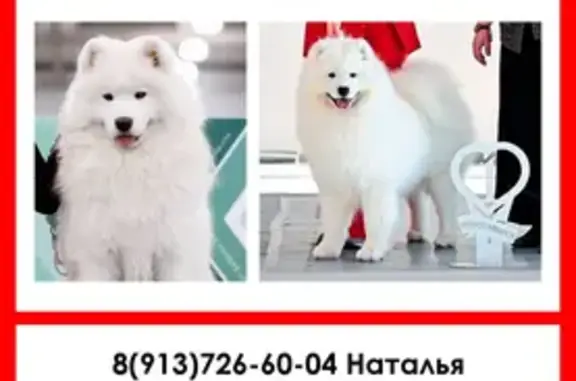 Собаки потеряшки, Обь, фото: Потеряшка собака, мужской, Обь, Новосибирская область - большой белый самоед