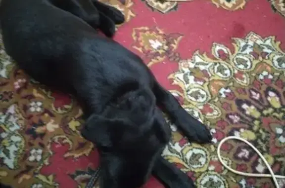 Найдена собака, Дзержинск, фото: Найдена собака, мужской, проспект Ленина, Дзержинск - очень игривый и ласковый