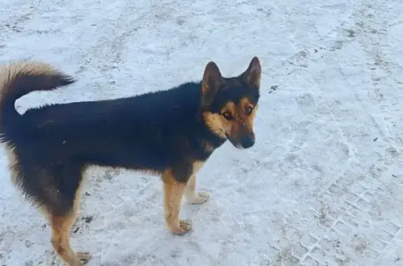 Найдена собака, Шлиссельбургское, фото: Найден собака, Шлиссельбургское городское поселение, Ленинградская область - смесь овчарки и лайки