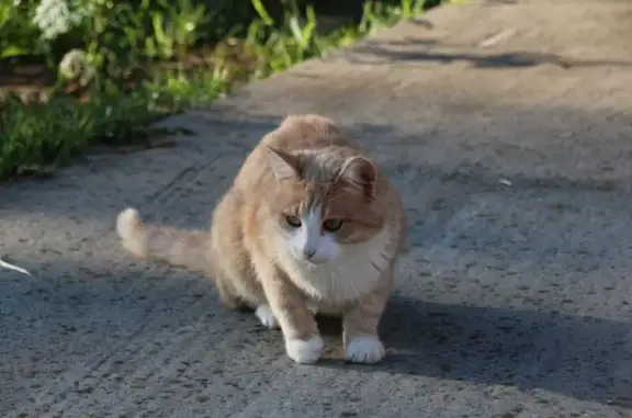 Пропала кошка, Ковров, Владимирская область - ушел на самовыгул - photo