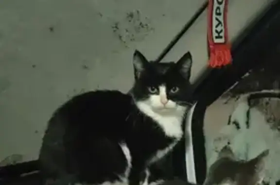 Пропала кошка, улица Бойцов 9-й Дивизии, городской округ Курск - черно-белая, выбежала из машины - photo