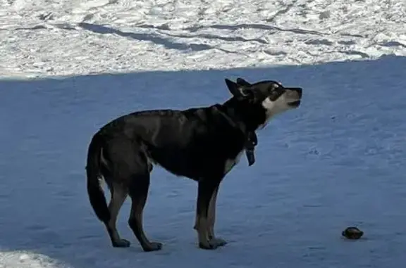 Найдена собака, Новокузнецк, фото: Найден собака, проспект Дружбы, 26, Новокузнецк - светлые бровки, ошейник