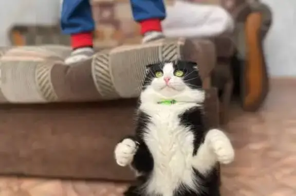 Кошки потеряшки, Элиста, фото: Потеряшка кот, проспект Чонкушова, 5 к2, Элиста - чёрно-белый вислоухий