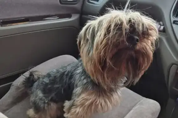 Найденные животные Санкт-Петербург, фото: Найден йорик, мужской, Планерная улица, 23 к2, Санкт-Петербург