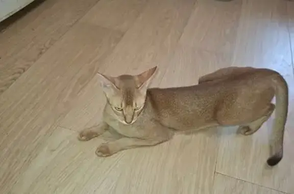 Найдена кошка, Уфа, фото: Найдена кошка, улица Муксинова, 2/3, Уфа - похожа на абиссинскую породу