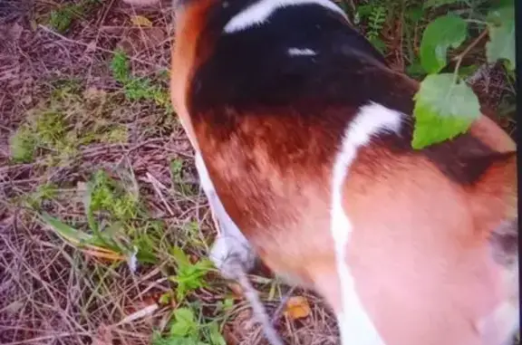 Пропал собака, улица Цементников, Октябрьский - трёхцветный, очень добрый мальчик - photo